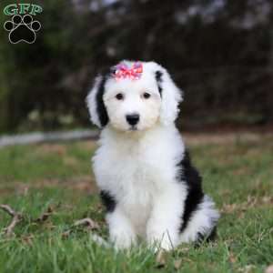 Sierra, Sheepadoodle Puppy